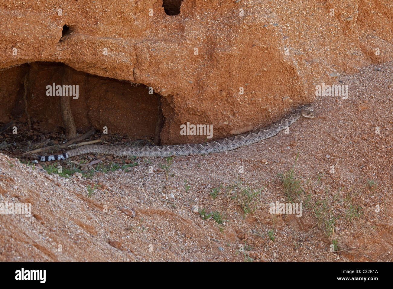 Westliche Diamant-backed Rattlesnake(s) (Crotalus Atrox)-– USA - Arizona-Sonora-Wüste - entstehende Winter Überwinterungsplatz Stockfoto