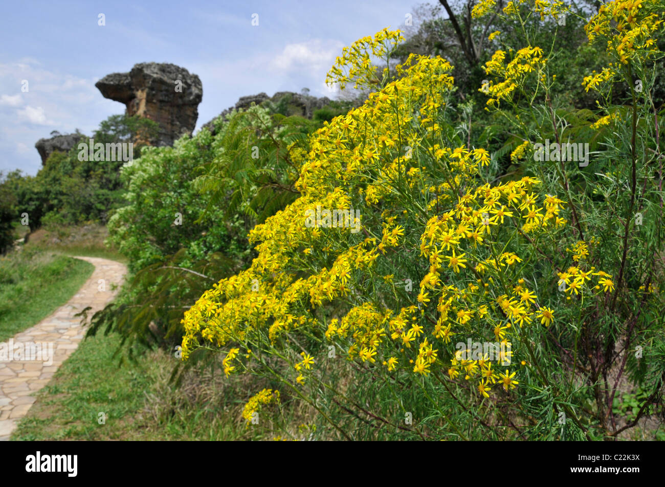 Blumen und Sandstein-Formationen, Vila Velha Staatspark, Ponta Grossa, Paraná, Brasilien Stockfoto