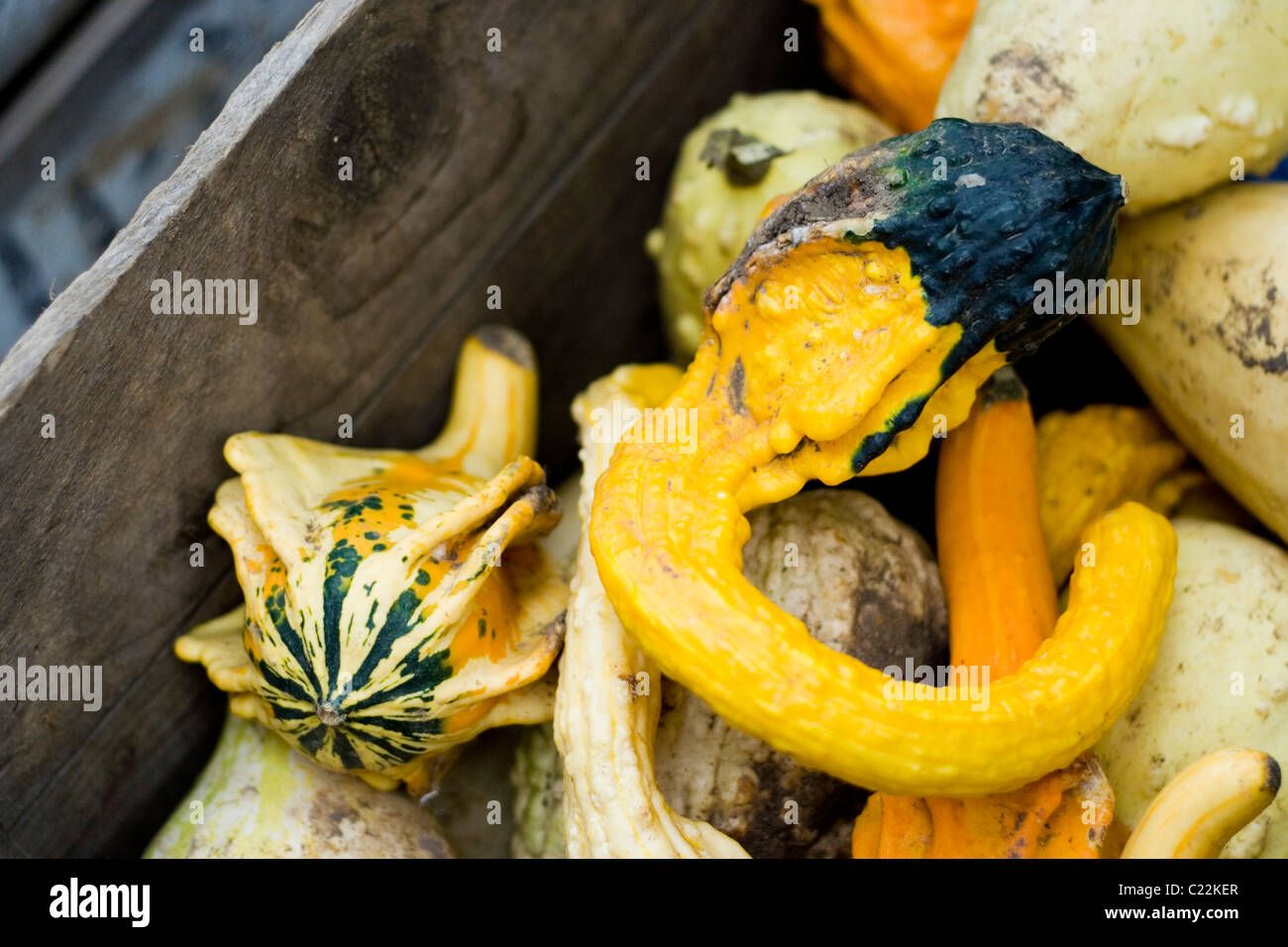 Ungenießbare Squash auf Gloucester Farmers Market Stockfoto