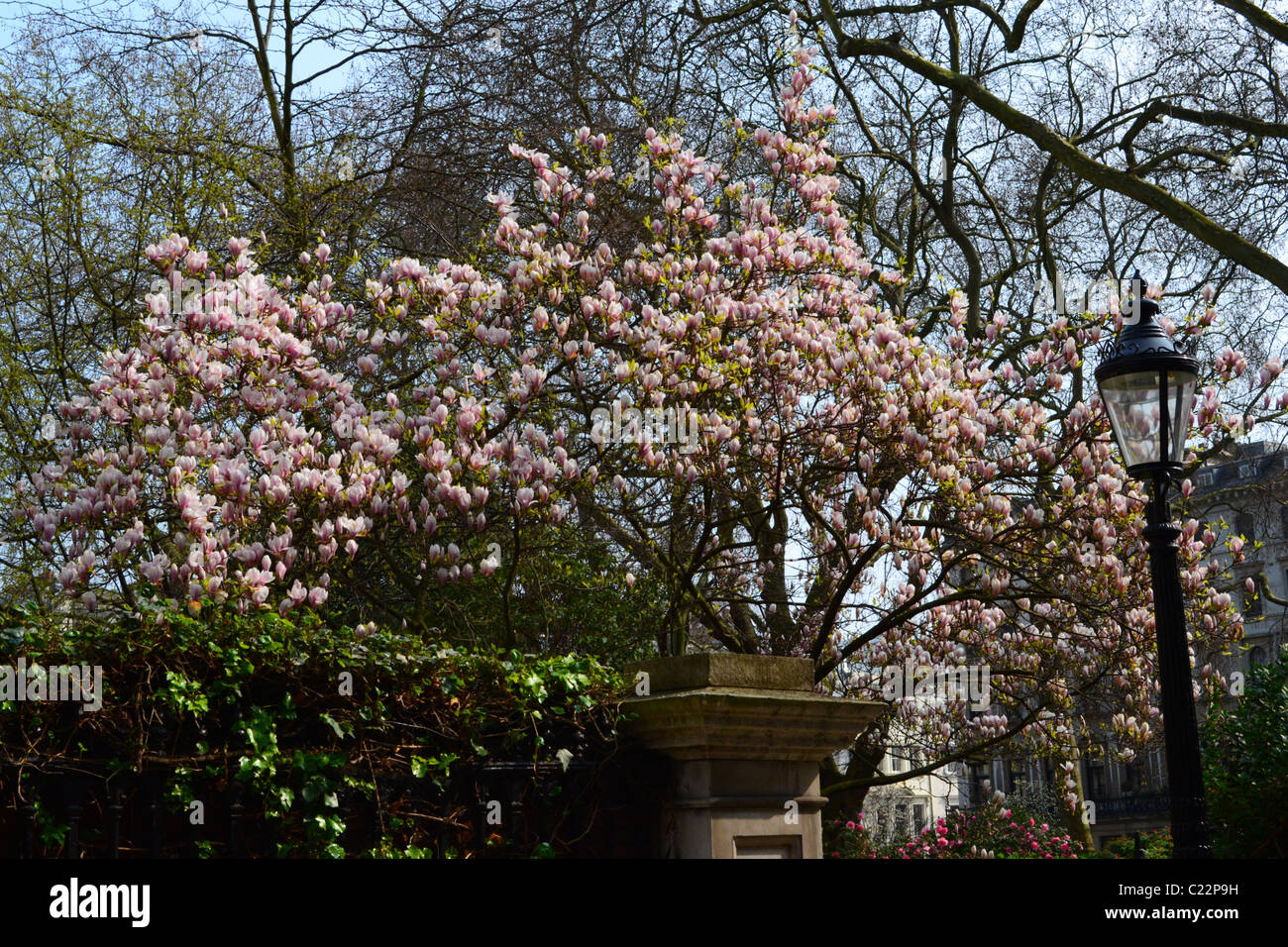 Frühling in Knightsbridge, London Stockfoto