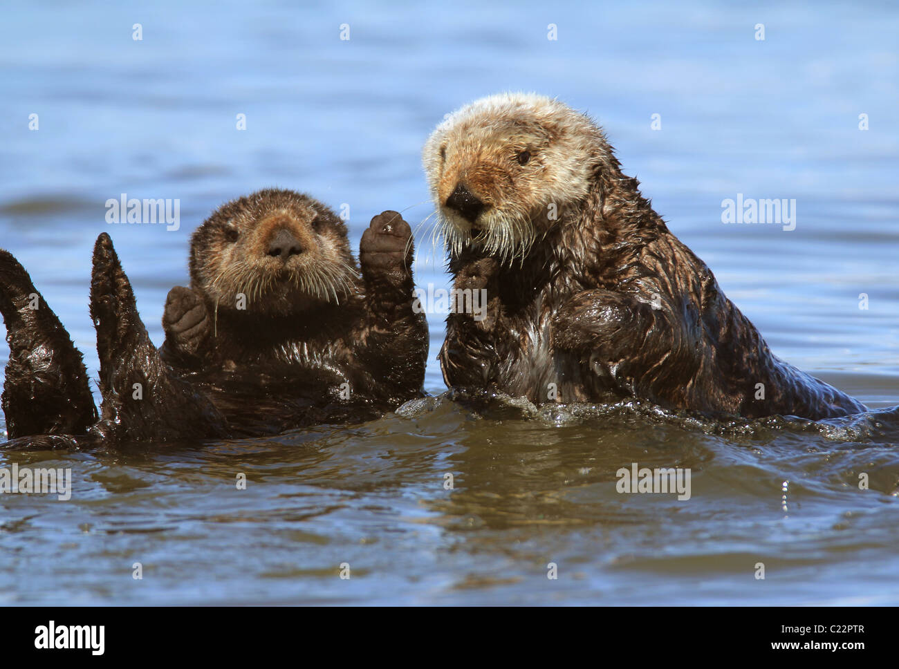 Sea Otter Moss Landing Monterey Bay Elkhorn Slough Estuarine Research Nationalreservat Stockfoto