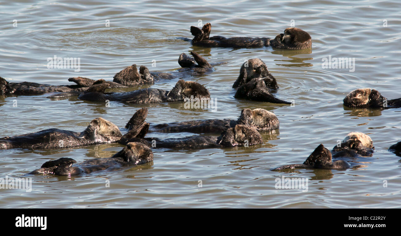 Sea Otter Moss Landing Monterey Bay Elkhorn Slough Estuarine Research Nationalreservat Stockfoto