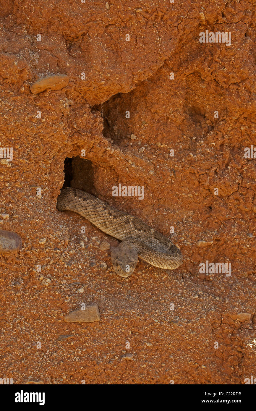 Westliche Diamant-backed Rattlesnake(s) (Crotalus Atrox)-– USA - Arizona-Sonora-Wüste - entstehende Winter Überwinterungsplatz Stockfoto