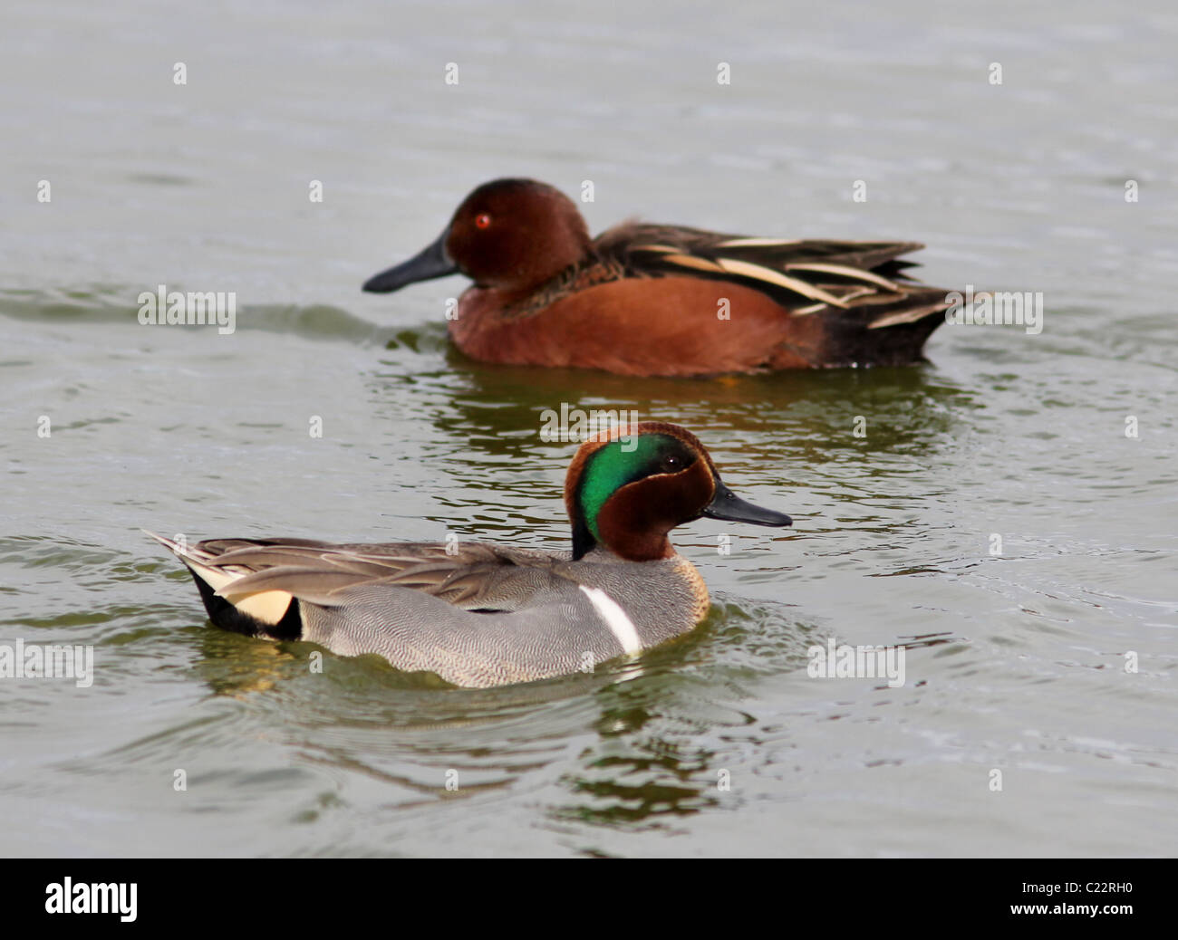 Grünen geflügelten Zimt/Petrol Ente Palo Alto Baylands Park in Kalifornien Stockfoto
