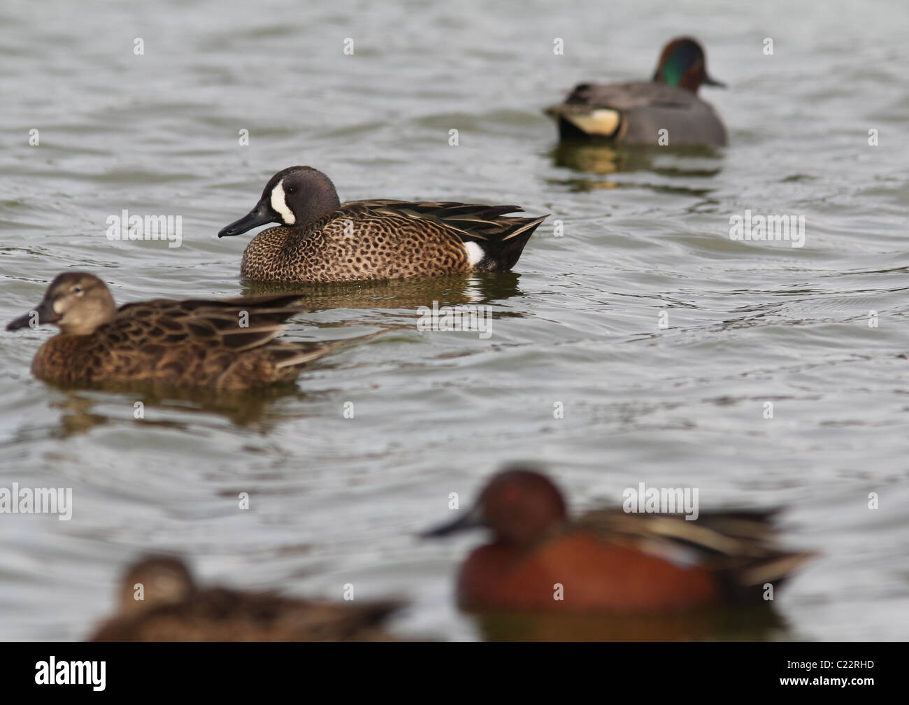 blaue geflügelte Zimt/Petrol Ente Palo Alto Baylands Park in Kalifornien Stockfoto