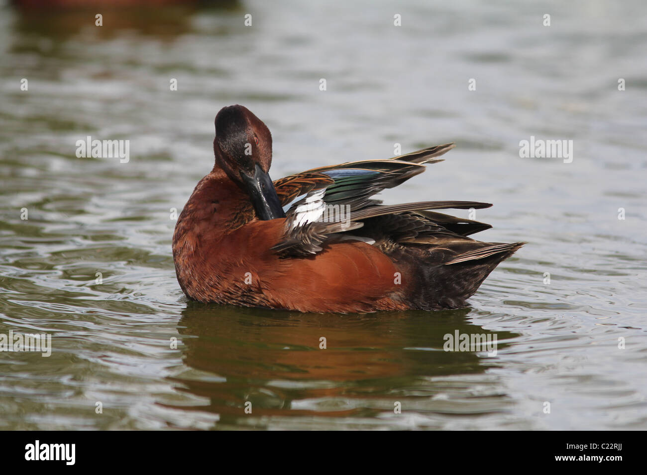 Zimt/Petrol Ente Palo Alto Baylands Park in Kalifornien Stockfoto