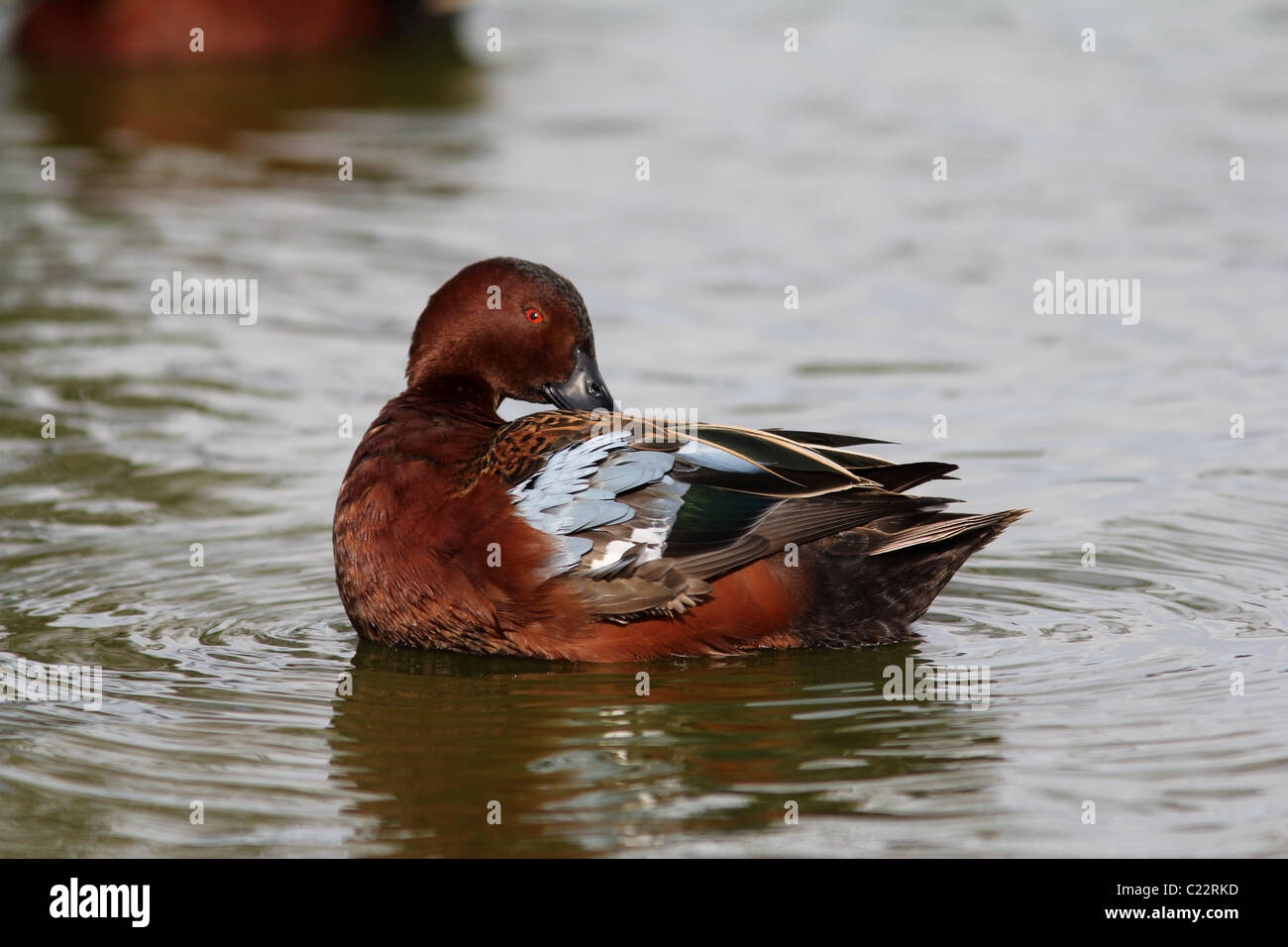 Zimt/Petrol Ente PreeningPalo Alto Baylands Park Calfornia Stockfoto