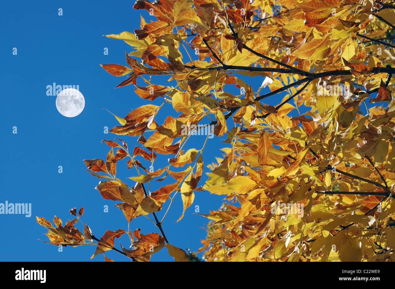 Herbst Blätter an einem Baum mit dem Mond im Hintergrund. Stockfoto