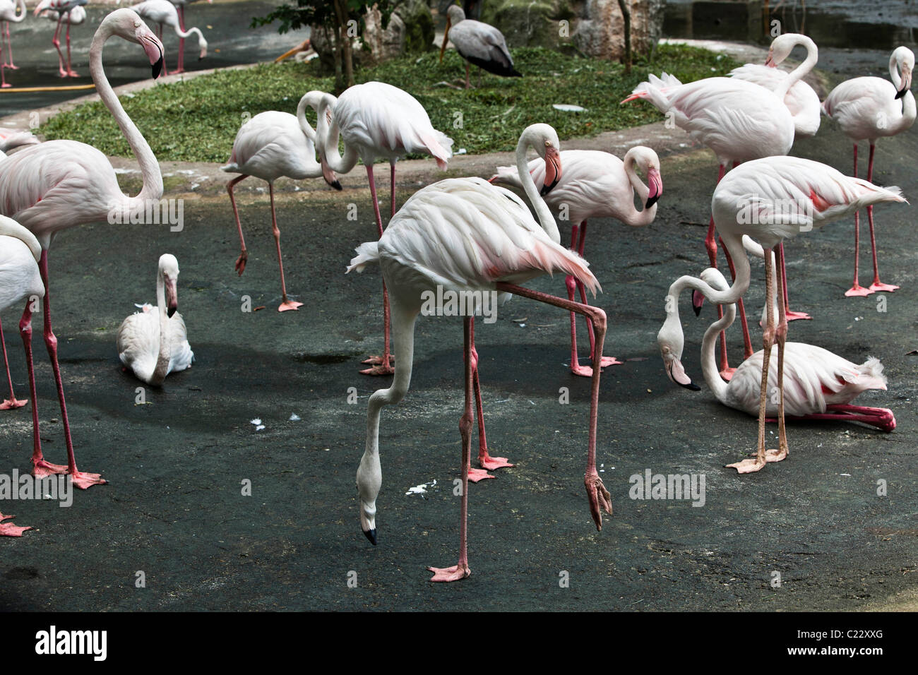Rosaflamingos Stockfoto