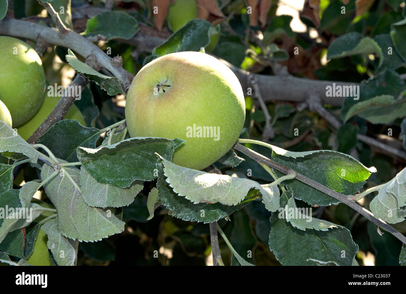 Apple auf Baum - Nahaufnahme Stockfoto