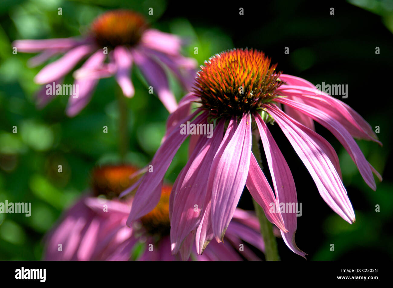 Echinacea Blume Stockfoto