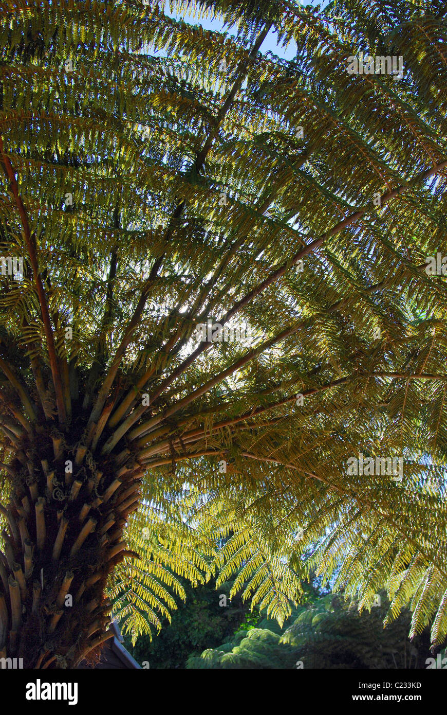 Sonnenlicht durch einen New Zealand native Ponga Baum, silbernen Farn Stockfoto