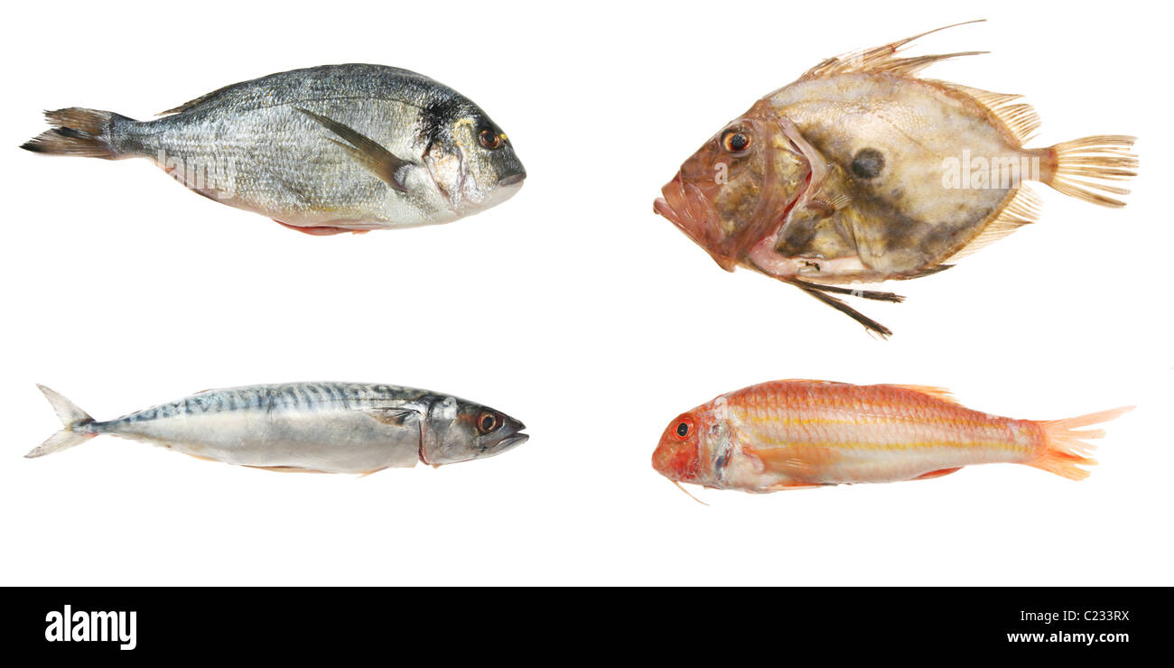 Auswahl von vier frischer Meeresfisch, isoliert auf weiss Stockfoto