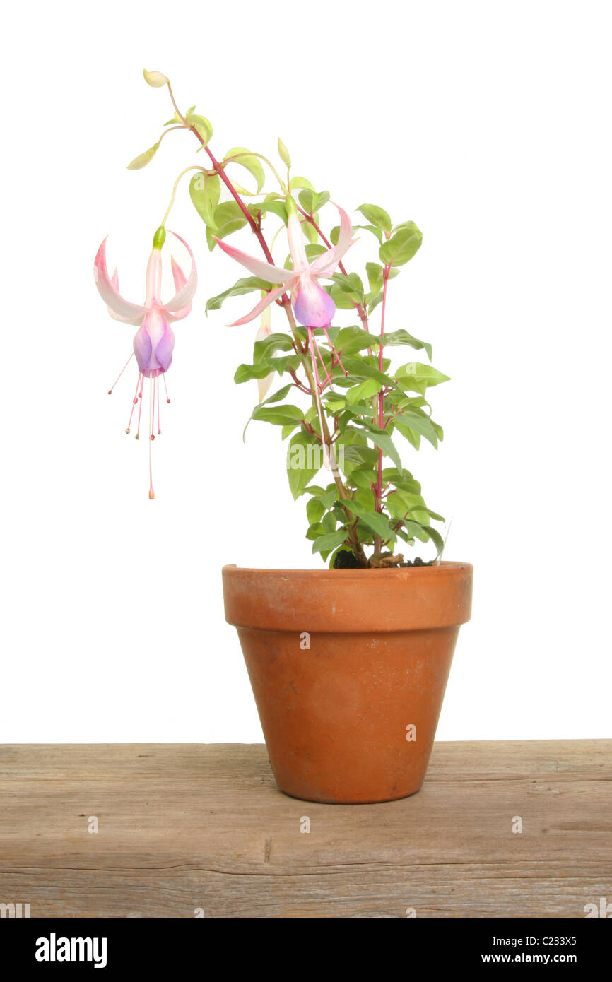 Fuscia Pflanze in einem Terrakotta-Topf auf eine Pottingbank Stockfoto