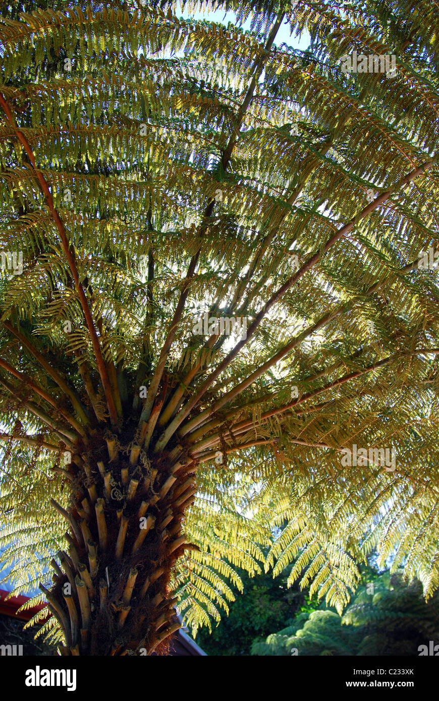 Sonnenlicht durch einen New Zealand native Ponga Baum, silbernen Farn Stockfoto