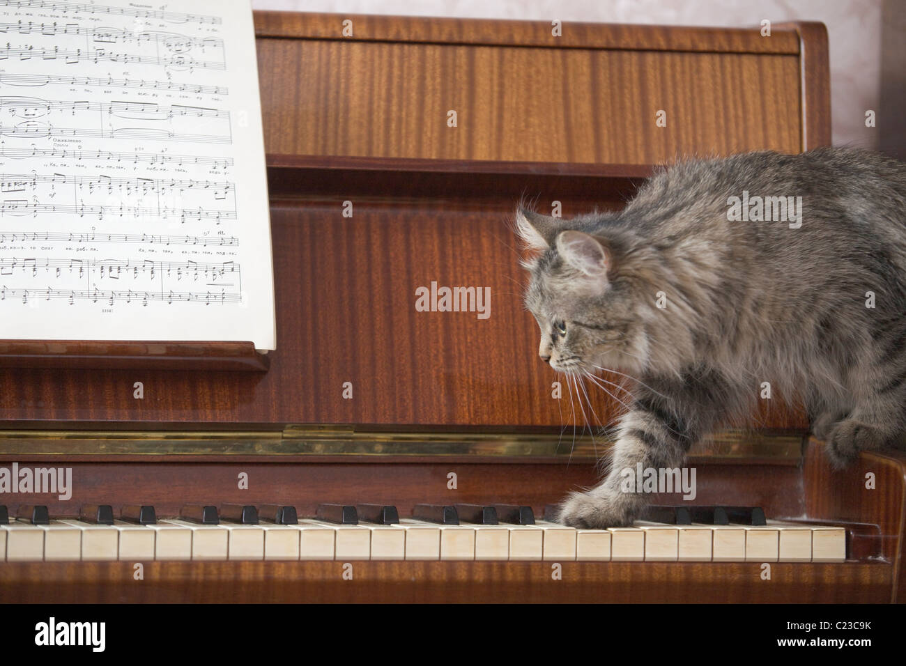 Ein Klavier mit einem Blatt von Musik und eine Katze die Klaviertasten zu betreten Stockfoto