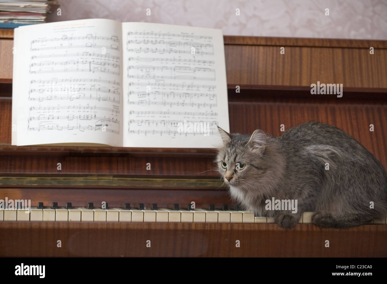 Ein Klavier mit einem Buch von Musik und eine Katze sitzt auf den Klaviertasten Stockfoto