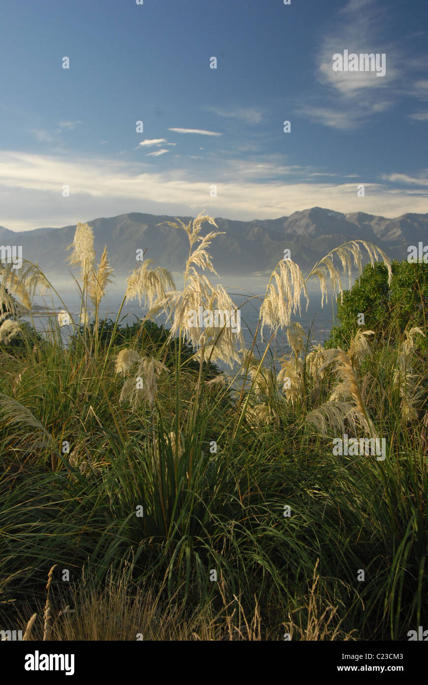 Toetoe Grass mit Kaikoura Ranges im Hintergrund Stockfoto