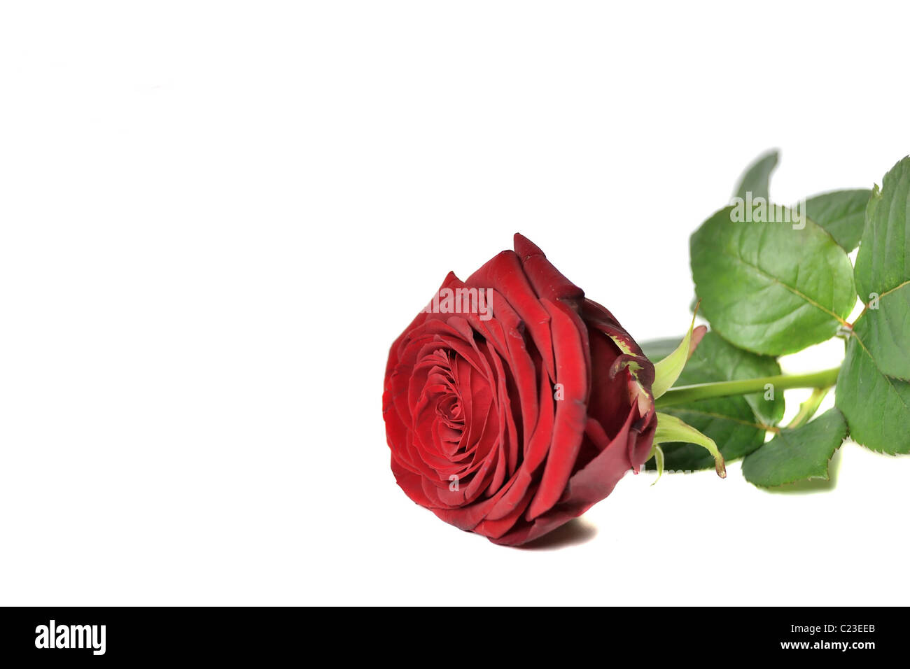 Rote Rose, isoliert auf weiss Stockfoto