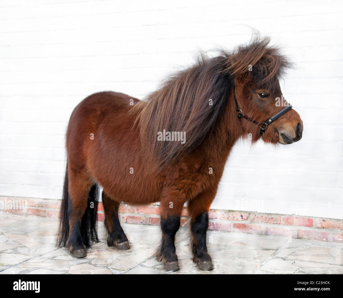 ZWERG-SHETLANDPONY-KOPF Stockfoto