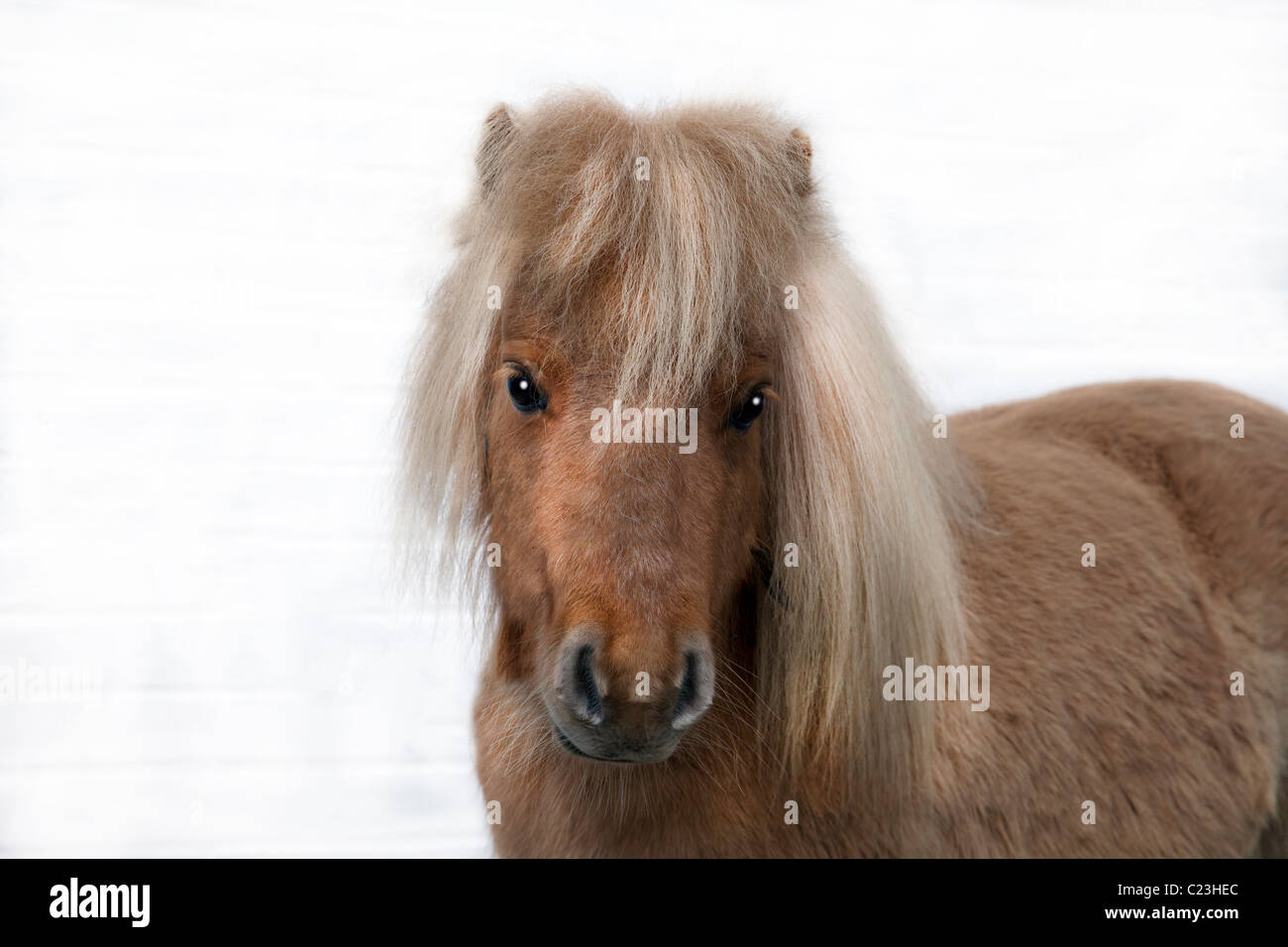 ZWERG-SHETLANDPONY-KOPF Stockfoto