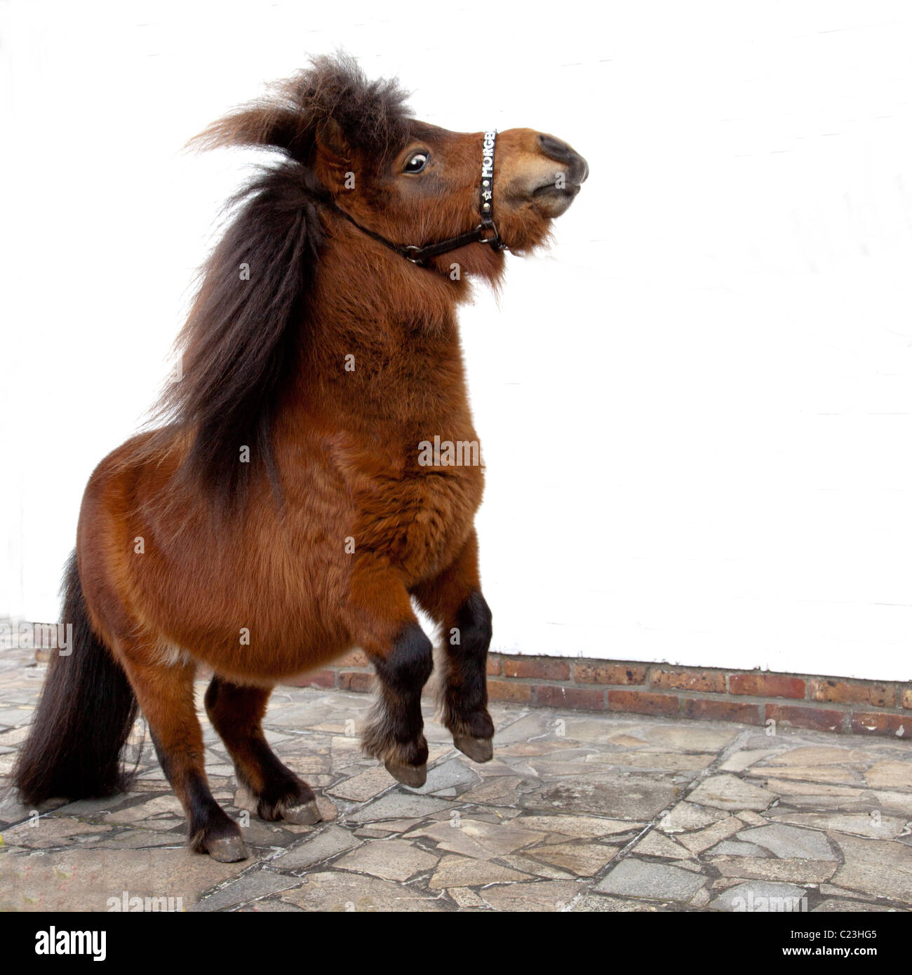 SHETLAND-PONY SPRINGEN Stockfoto