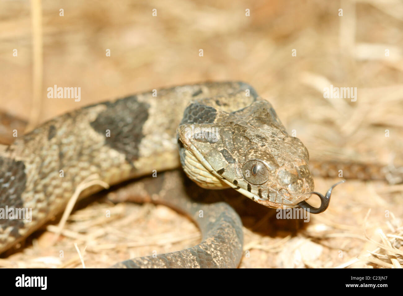 Eine juvenile Blandings Treesnake (Toxicodryas Blandingi) Stockfoto