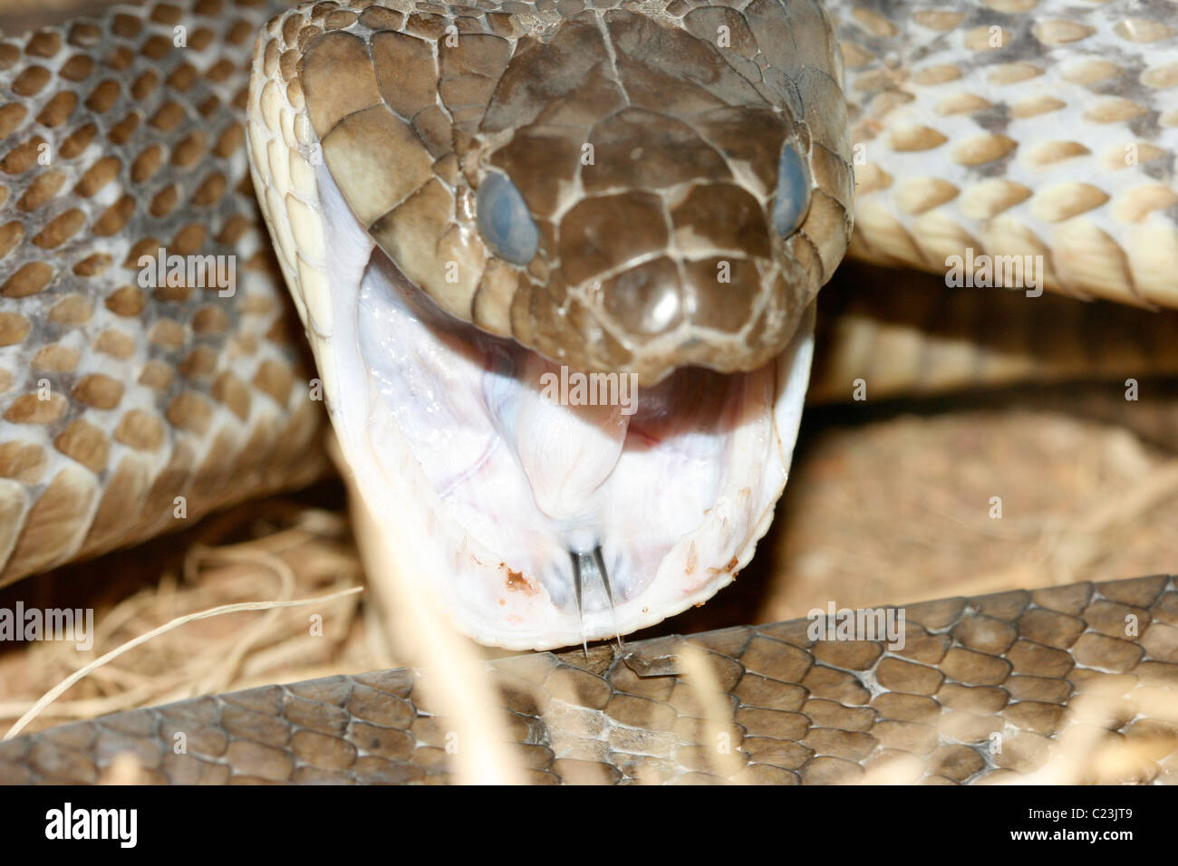 Ein Blandings Treesnake (Toxicodryas Blandingi) in Uganda bereitet sich auf Streik Stockfoto