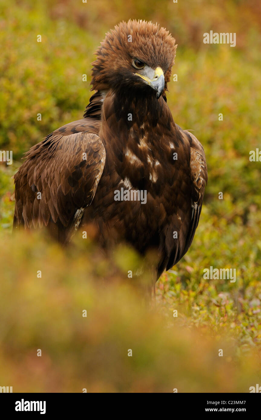 Steinadler in der Mitte Herbst farbige Vegetation Angeberei sein stolz oder Wut durch das Aufstellen von der Krone der Federn Stockfoto