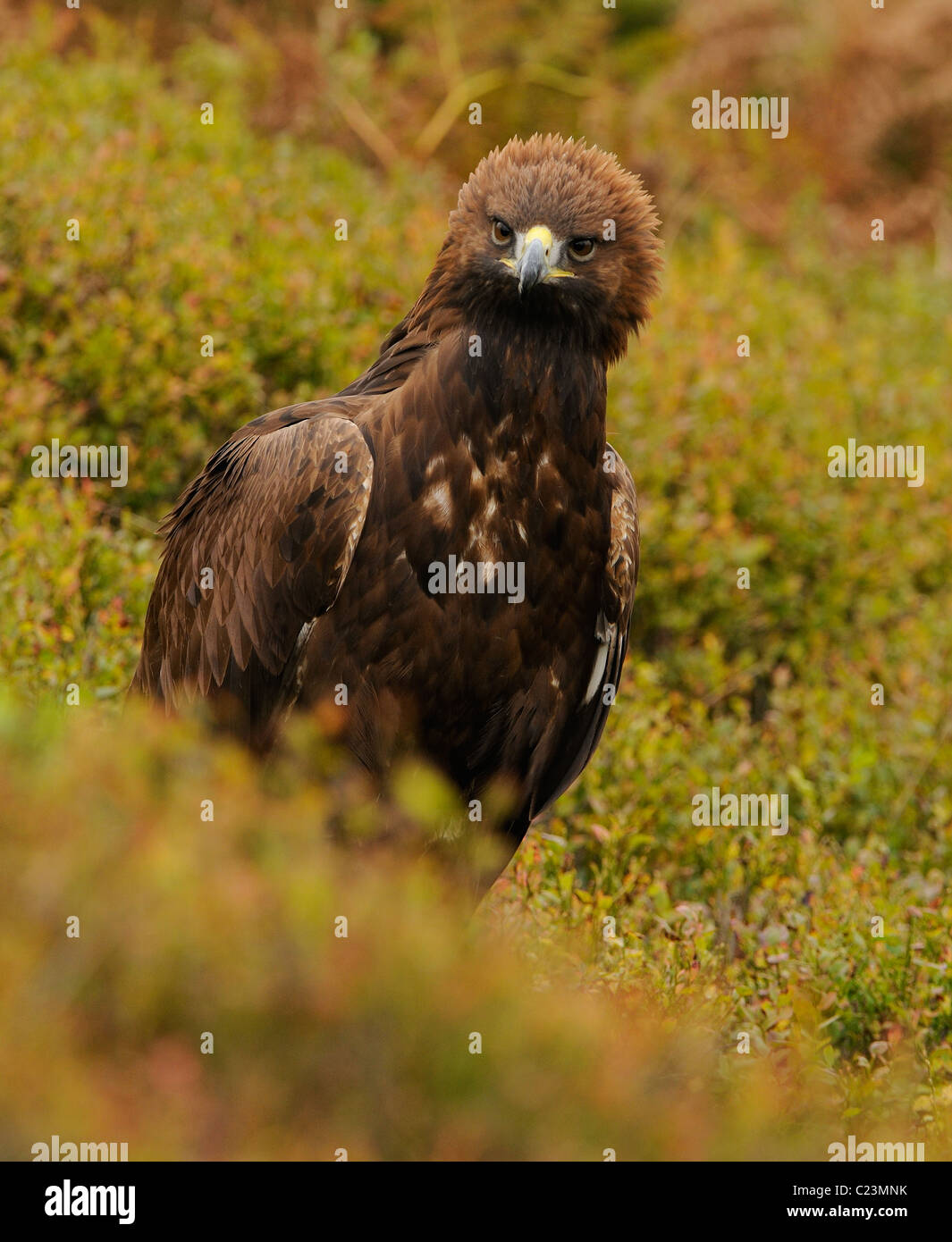 Steinadler in der Mitte Herbst farbige Vegetation Angeberei sein stolz oder Wut durch das Aufstellen von der Krone der Federn Stockfoto