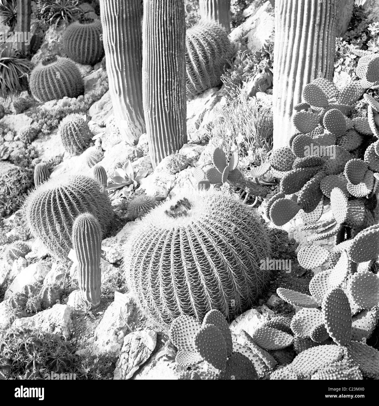 1950er Jahren Frankreich.  Nahaufnahme der Kaktuspflanzen wachsen in den tropischen Gärten le Jardins Exotiques in Monaco. Stockfoto