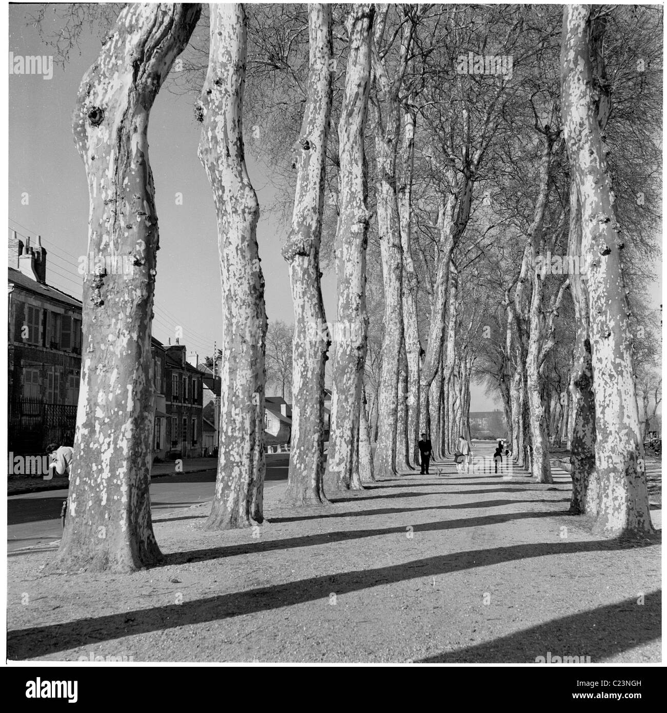 1950er Jahren Frankreich. Hohe Bäume säumen einen Kiesweg an Beauchancey, Frankreich in diesem historischen Bild von J Allan Cash. Stockfoto