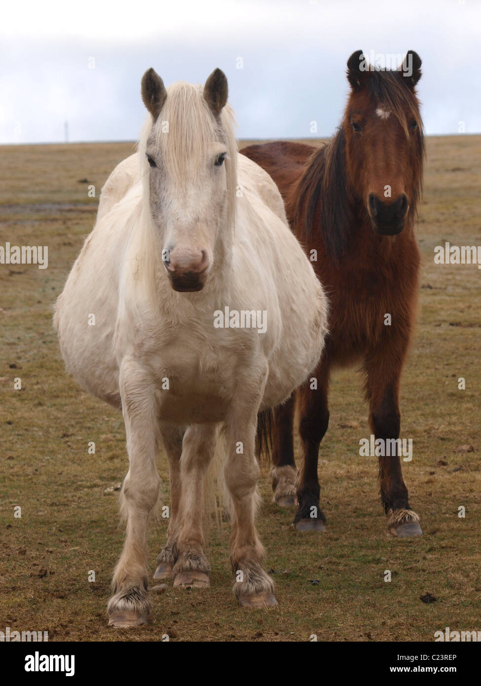 Breite Heide Pony, Bodmin Moor, Cornwall, UK Stockfoto