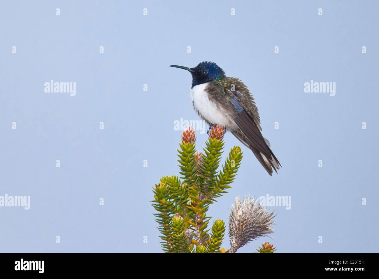 Ecuadorianische Hillstar (Oreotrochilus Chimborazo) auf einer Chuquiraqua-Anlage an den Hängen des Cotopaxi Stockfoto
