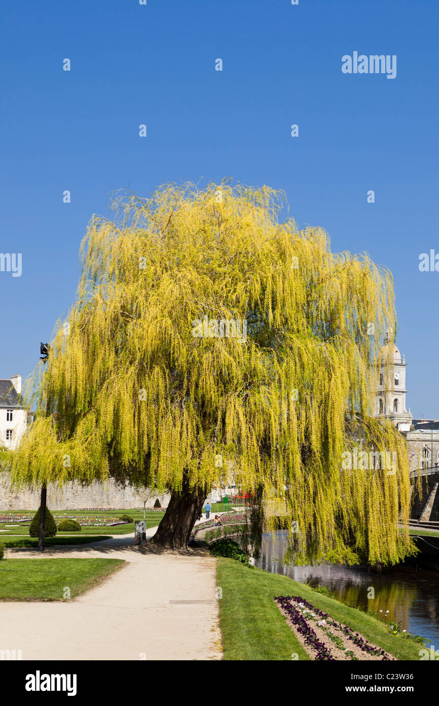 weeping willow tree in einem städtischen park, frankreich, europa