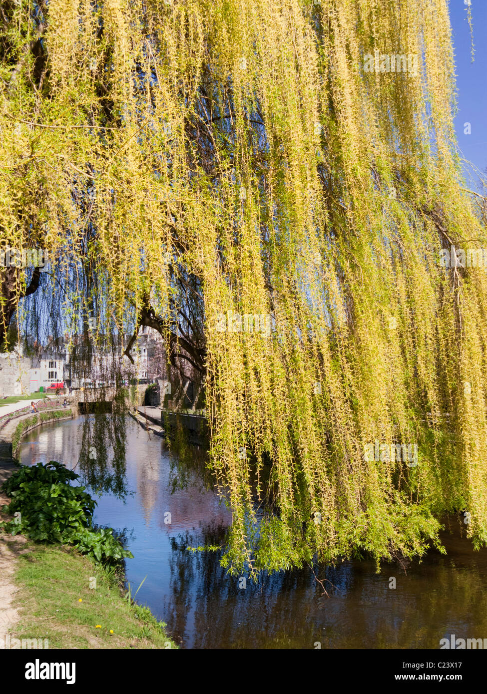 Trauerweide Baum Blätter hängen über einen Fluss in Frankreich, Europa Stockfoto