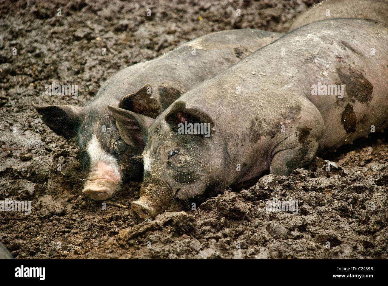 Berkshire-Schweine liegen in einem Schlamm suhlen, Stein-Scheunen-Zentrum für Ernährung und Landwirtschaft, Pocantico Hills, New York, USA Stockfoto