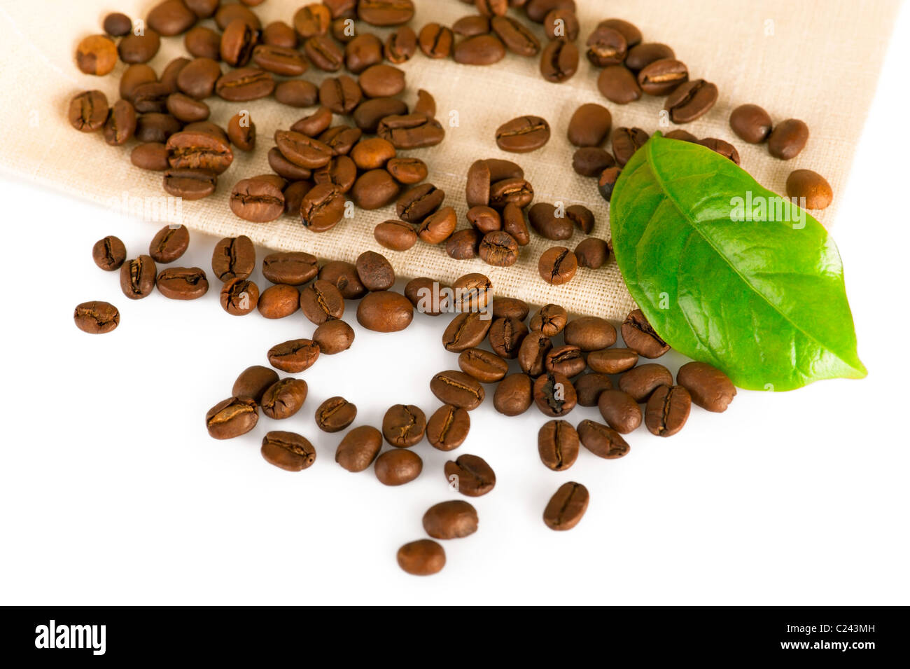 Kaffeebohnen und grünes Blatt der Kaffeepflanze auf Leinwand Stockfoto