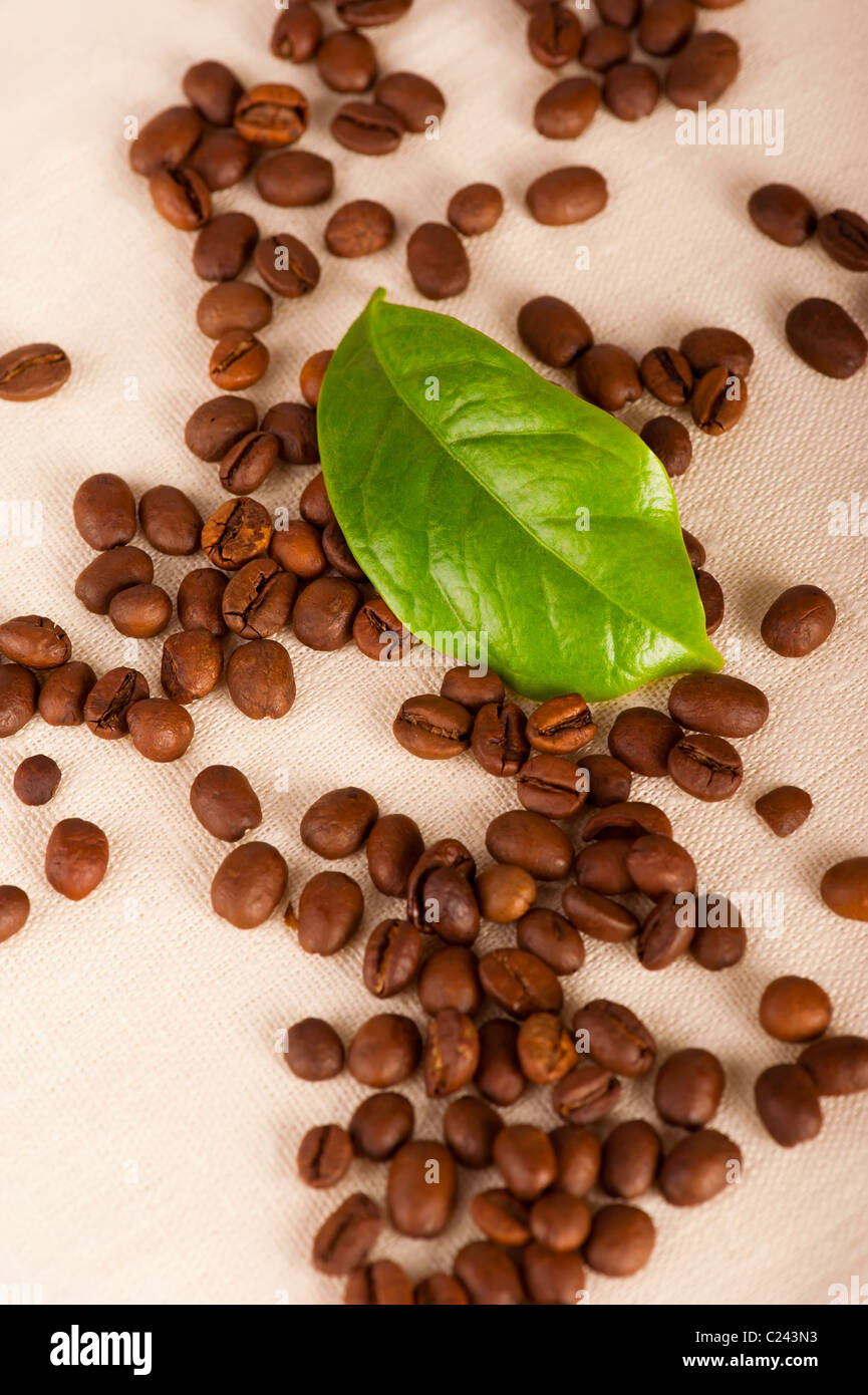 Kaffeebohnen und grünes Blatt der Kaffeepflanze auf Leinwand Stockfoto