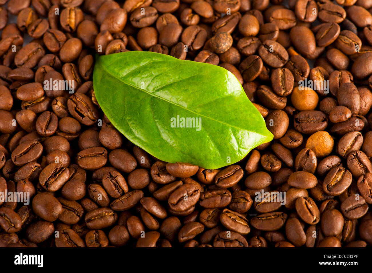 Makro von Kaffeebohnen und grünes Blatt der Kaffeepflanze Stockfoto