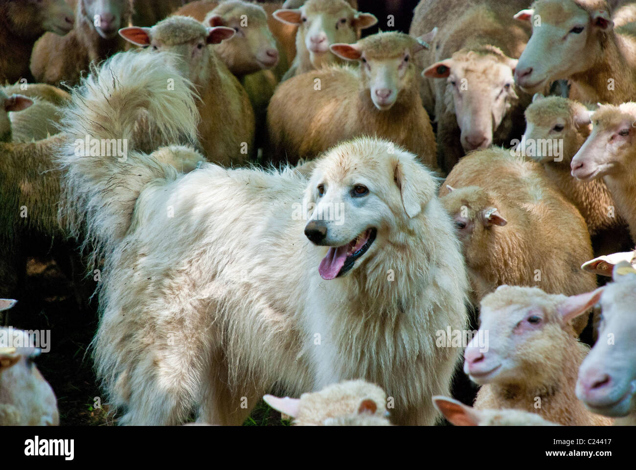 Maremma oder Abruzzese Sheepdog, der Finn-Dorset Schafe bewacht oder hütet, Stone Barns Center for Food and Agriculture, Pocantico Hills, New York, USA Stockfoto