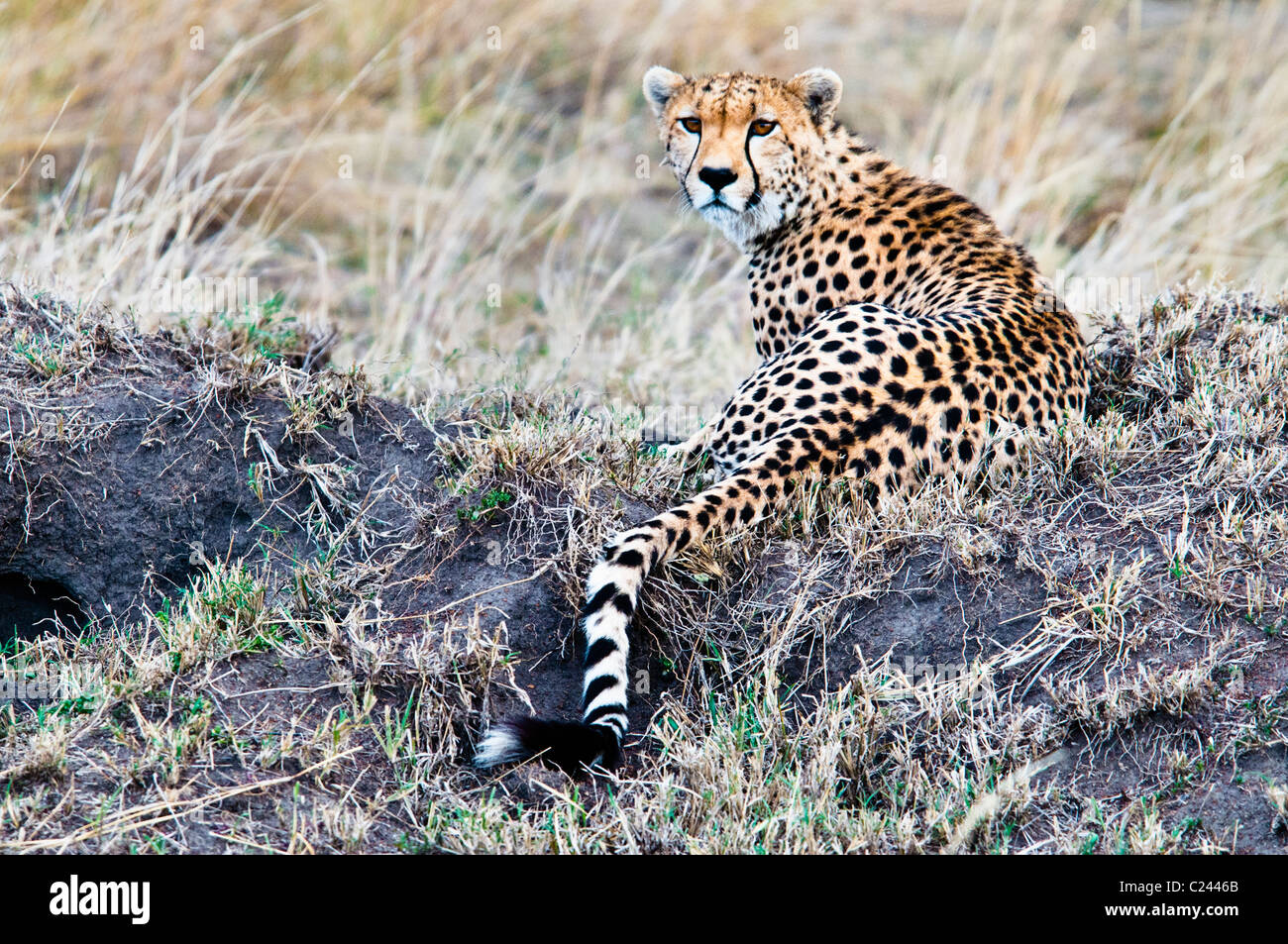 Gepard, Acinonyx Jubatus, auf der Suche nach Beute, Masai Mara National Reserve, Kenia, Afrika Stockfoto