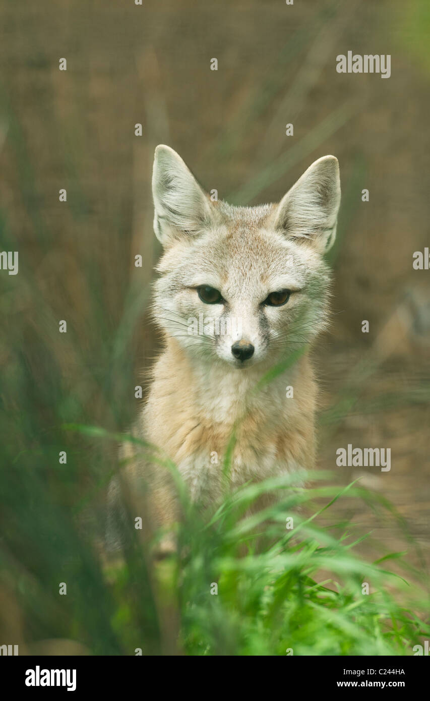 Bakersfield, Kalifornien bedrohte San Joaquin Kit Fox (Vulpes Macrotis Mutica) Stockfoto