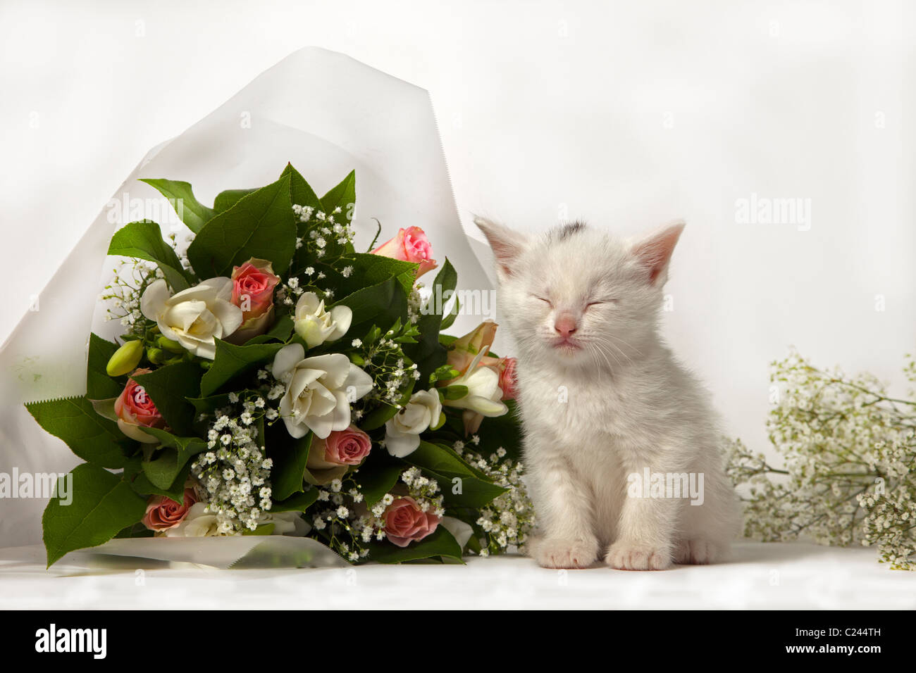 süße schlafende weiße Kätzchen mit Blumenstrauß Stockfoto