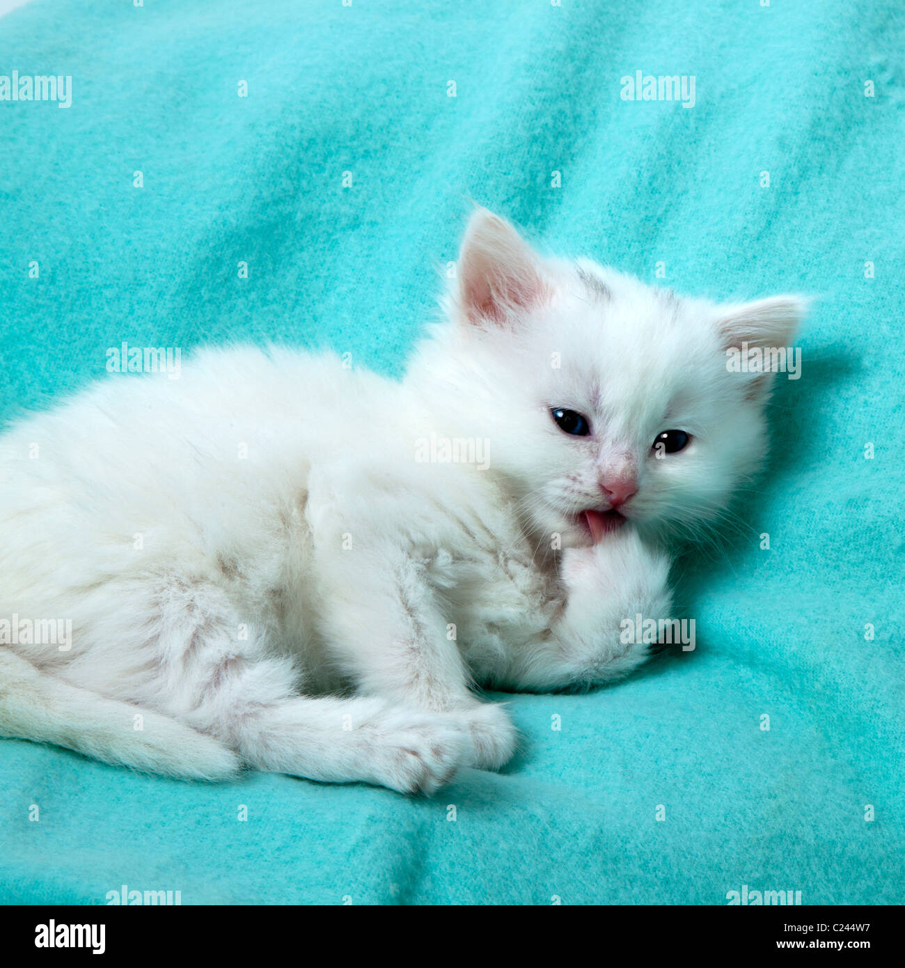 weiße Kätzchen nach Hause alleine waschen Stockfoto