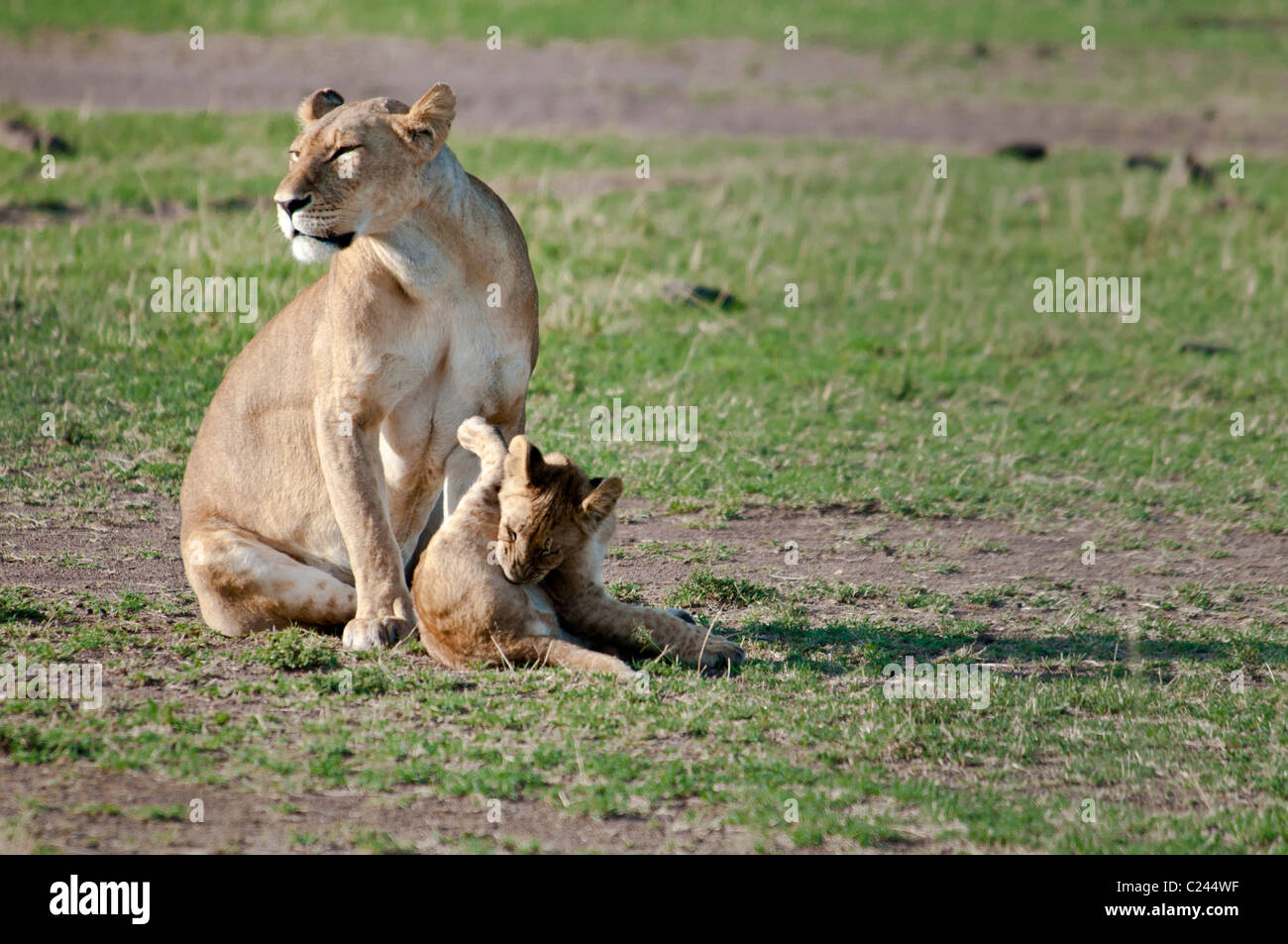 Löwin mit Cub, Panthera Leo, Masai Mara National Reserve, Kenia, Afrika Stockfoto