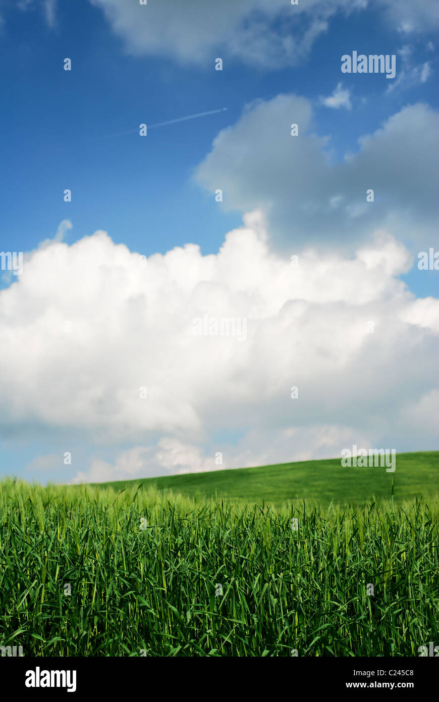 Grüne Weizenfelder mit stimmungsvoller Himmel Stockfoto