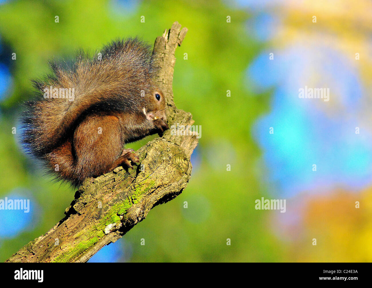 Eichhörnchen Stockfoto