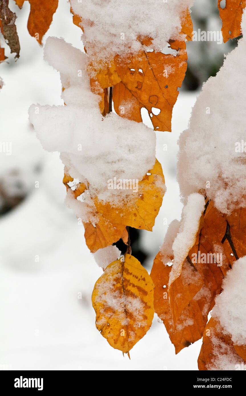 Buche: Fagus Sylvatica. Blätter mit Schnee bedeckt. November. Surrey, UK Stockfoto