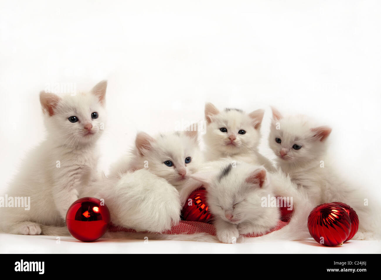 Weihnachten-Kätzchen Stockfoto